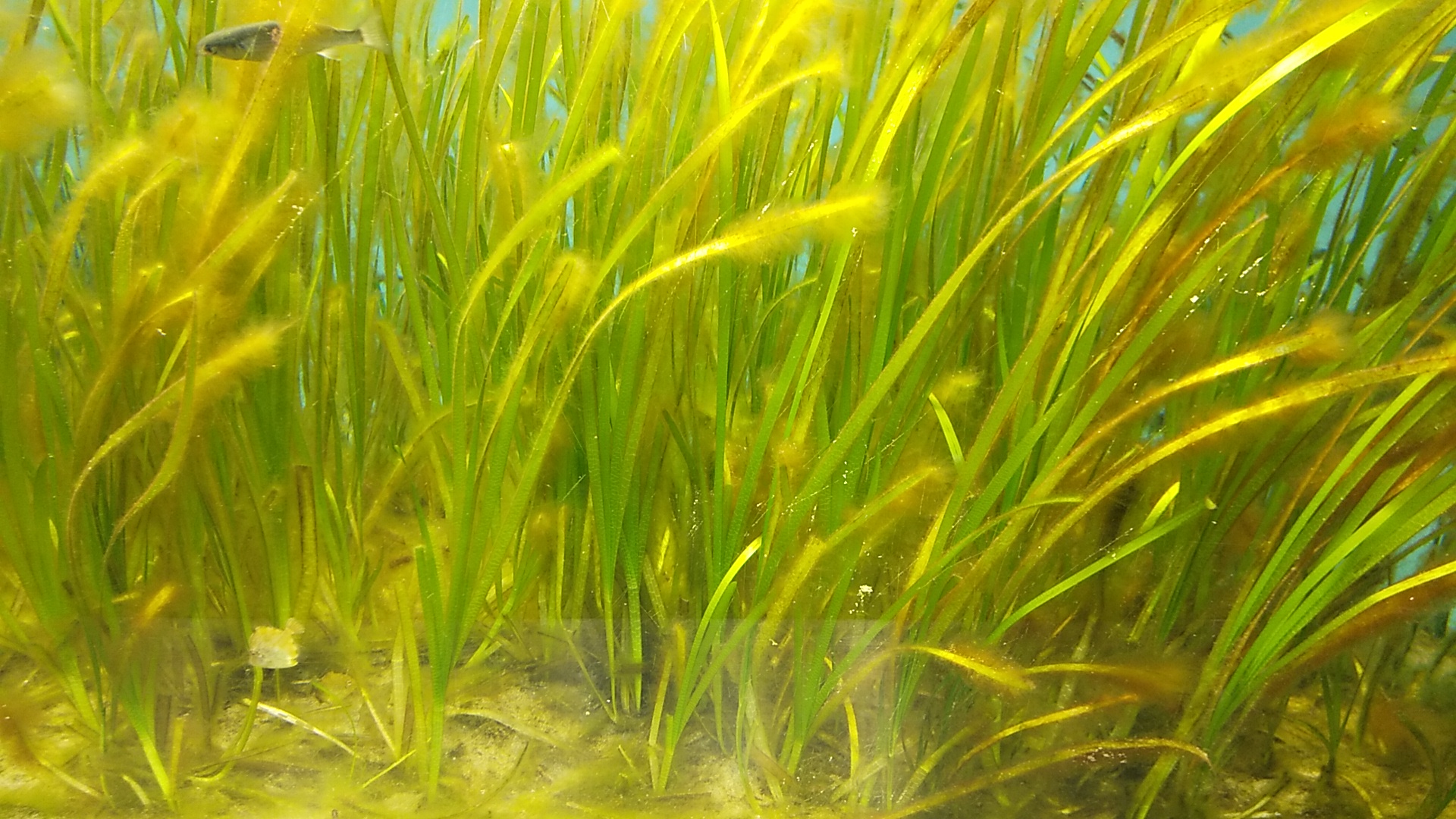 アマモ