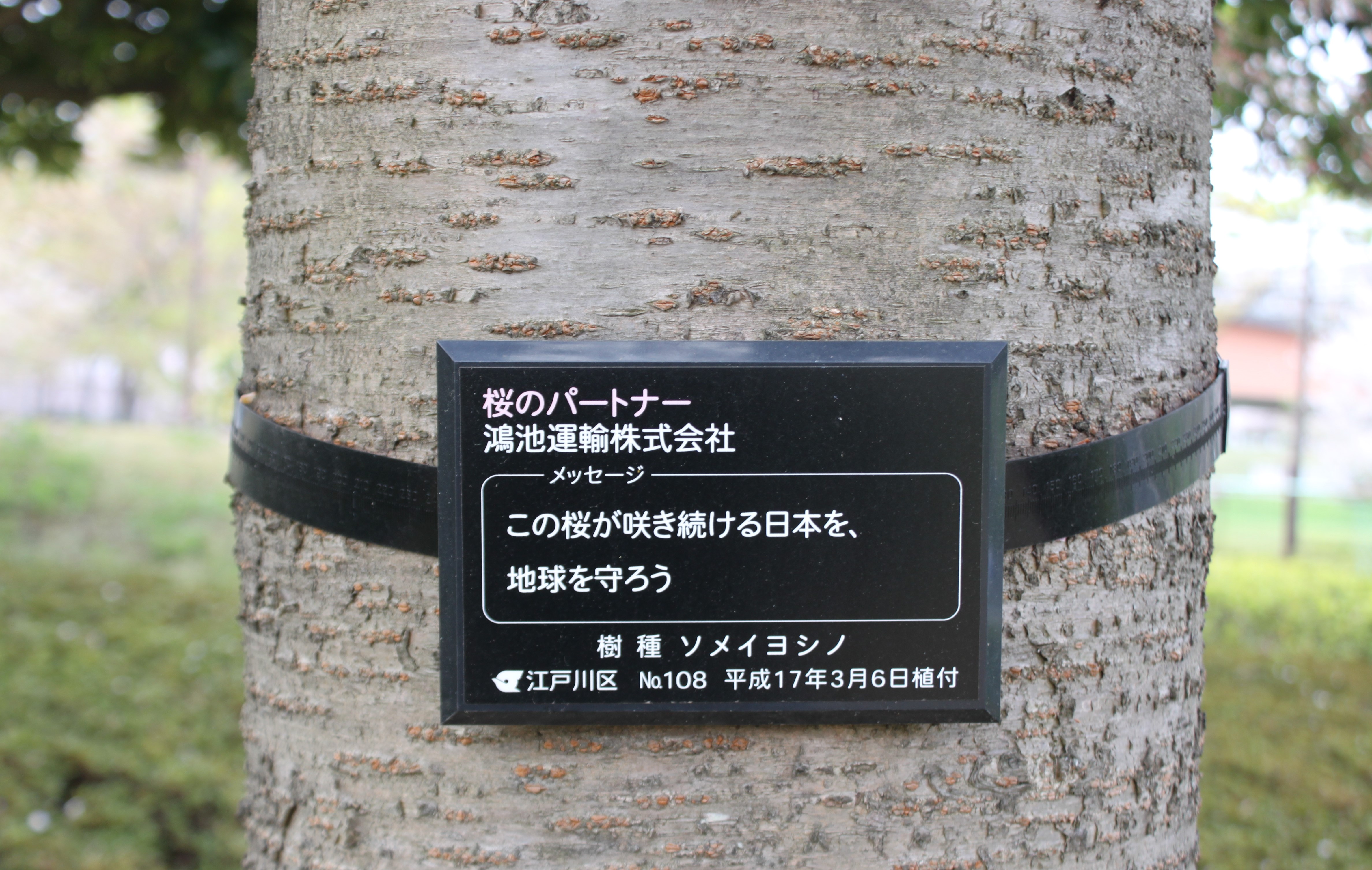 持続可能な社会への願いを込めた桜（ソメイヨシノ）